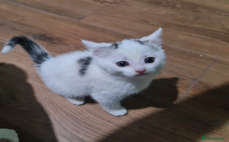 Mixed Breed cats - Advert 8