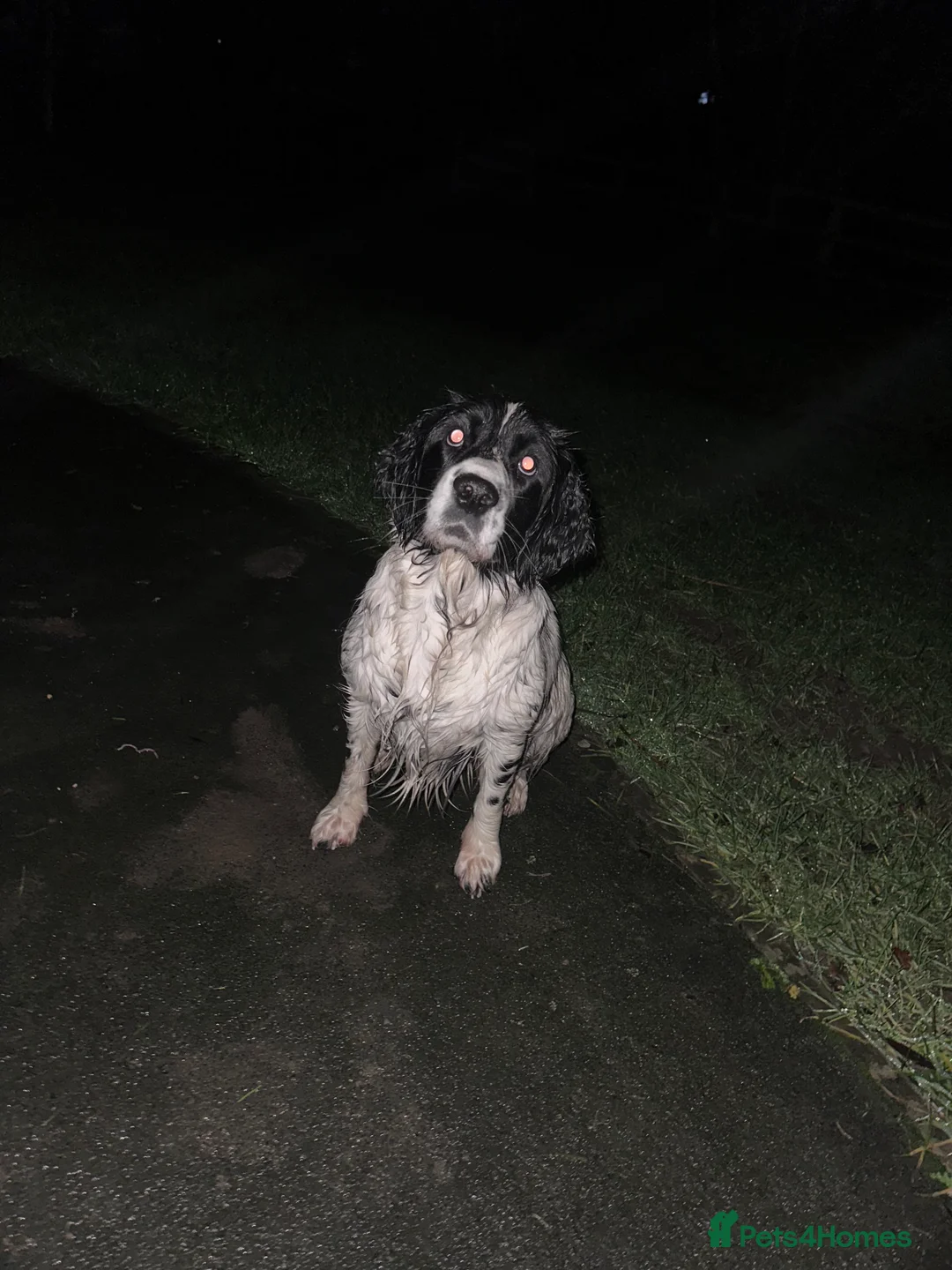 Mixed Breed dogs for sale: Springer x Clumber spaniel  in Gloucester - Advert 3