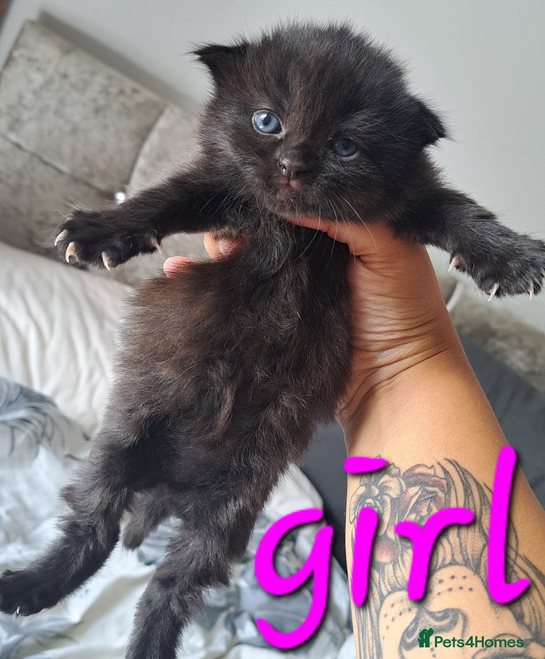 Mixed Breed cats for sale: Kittens DOB 1/8/25 - Image 3