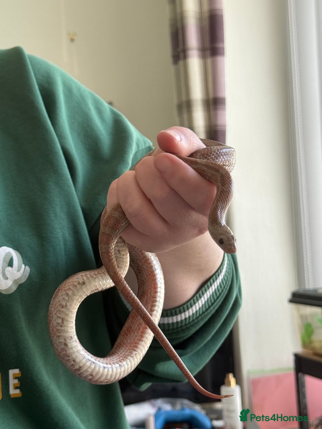 Snake reptiles for sale: Multiple snakes for sale corns and sand boas  - Image 3