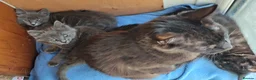 Mixed Breed cats for sale: Long haired grey kittens +black, black mum+greydad in Maidenhead - Advert 5
