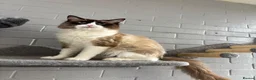 Ragdoll cats for sale: Last ragdoll boy - Advert 5