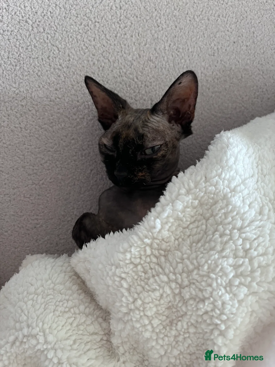 Sphynx cats for sale: Lovely Sphynx cat - Advert 5