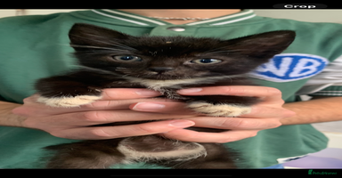 Mixed Breed cats - Advert 12