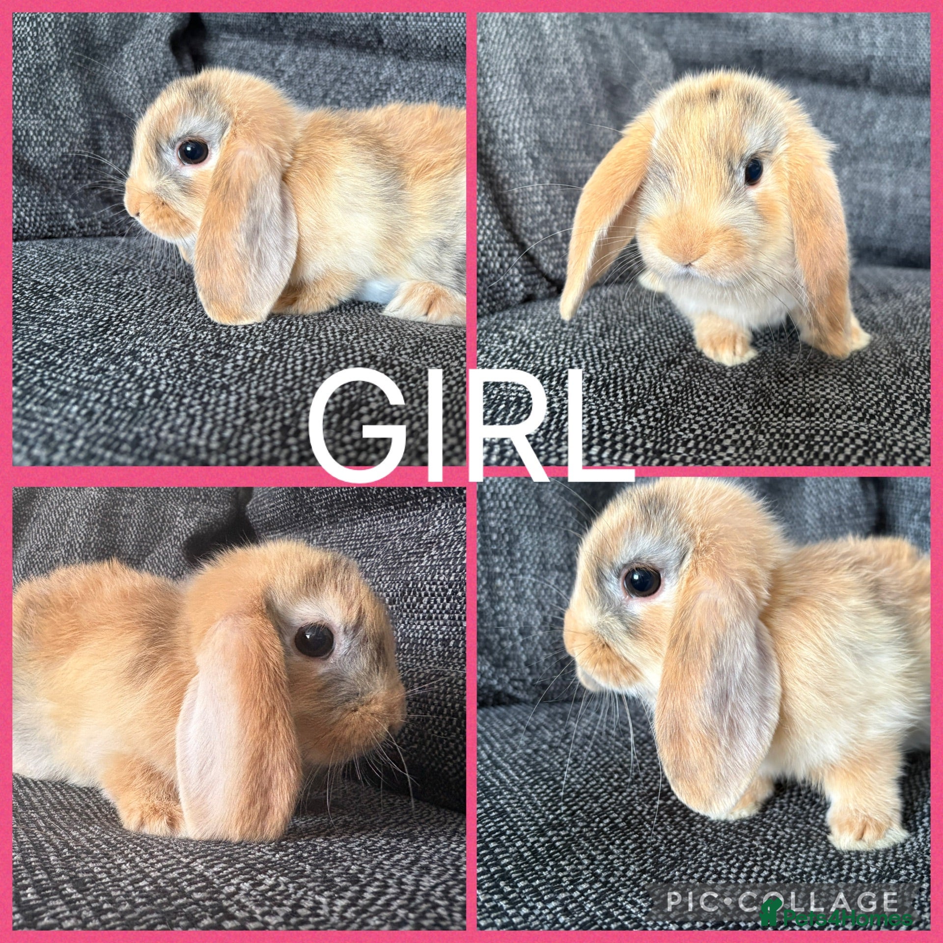 Mini Lion Lop rabbits Adorable Mini Lion Lop Babies waiting for you  - Advert 1