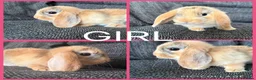 Mini Lion Lop rabbits for sale: Adorable Mini Lion Lop Babies waiting for you  - Advert 1