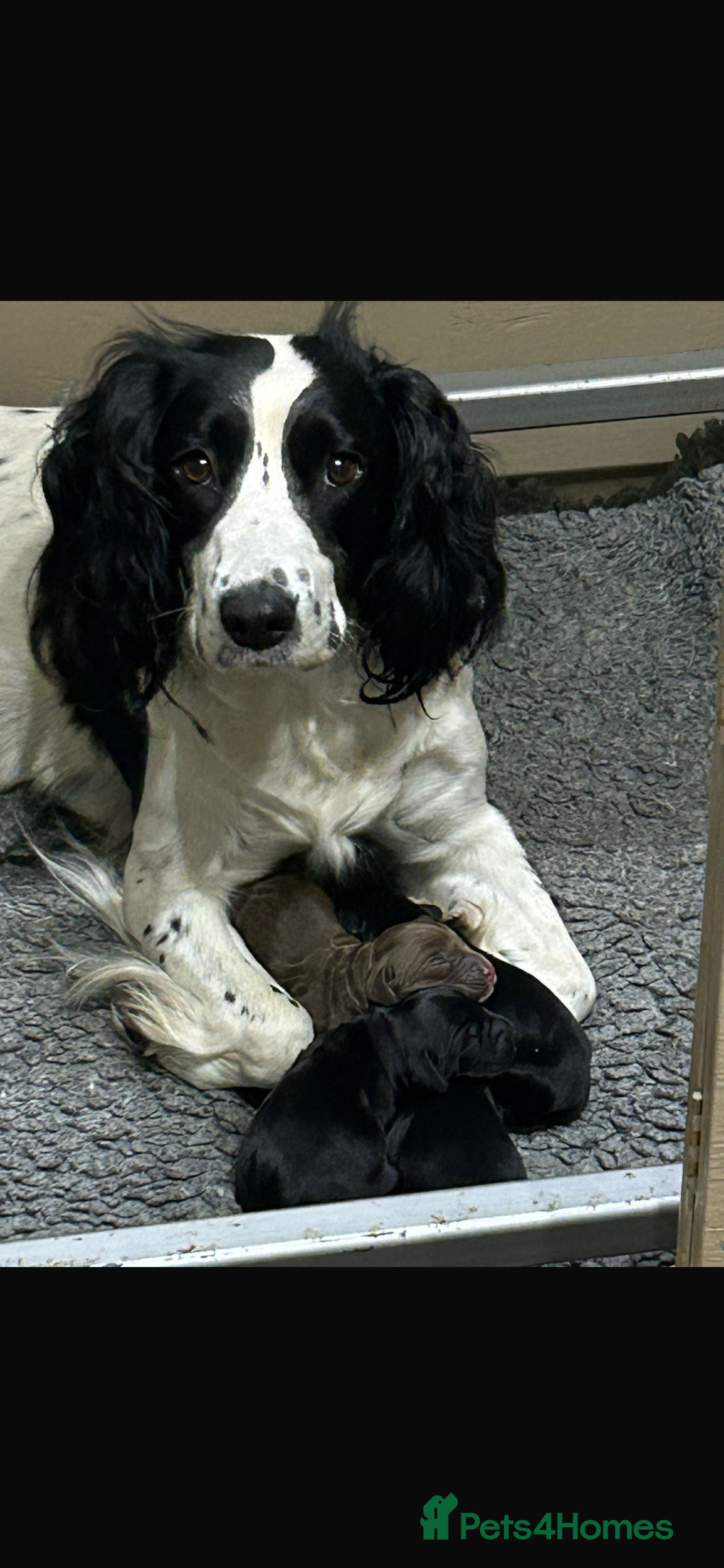 Sprocker dogs Well bred Beautiful Sprocker Puppy!  - Advert 7