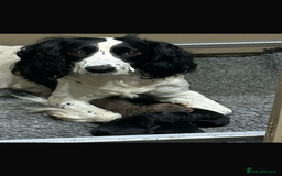 Sprocker dogs for sale: Beautiful Sprocker Puppies - Advert 1