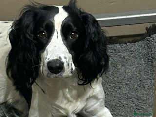 Sprocker dogs Beautiful Sprocker Puppies - Advert 1