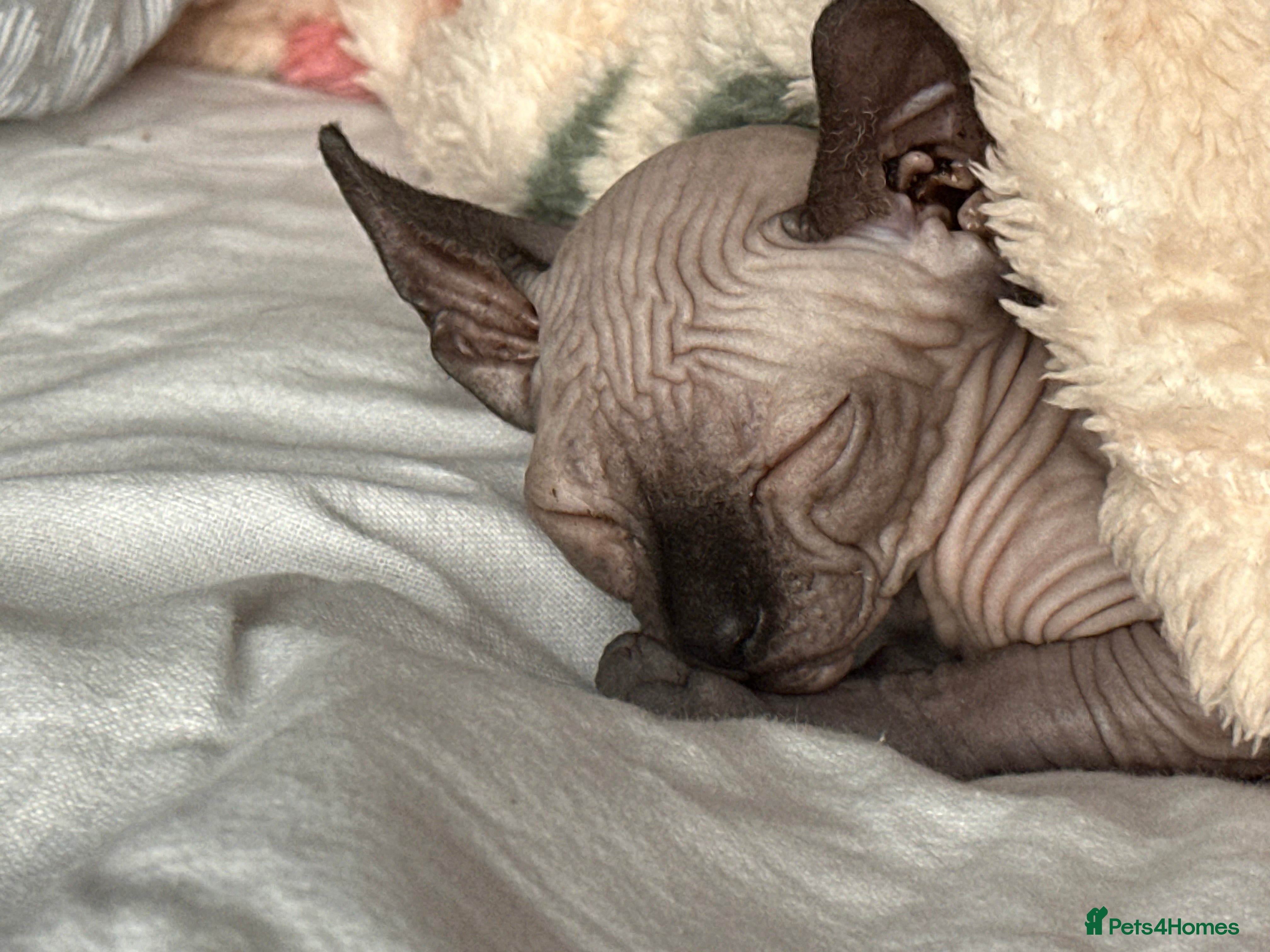 Sphynx cats Sphynx - Advert 1