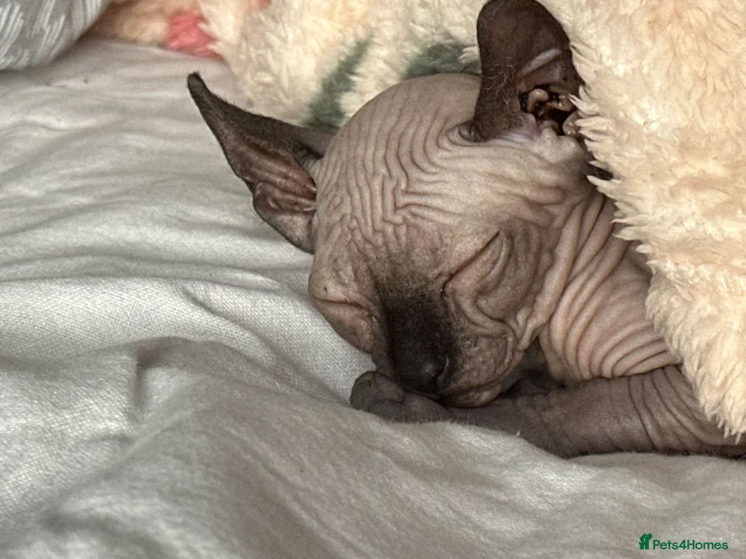 Sphynx cats for sale: Sphynx - Advert 1
