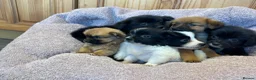 Pomchi dogs for sale: Pomchi in Hull - Advert 15