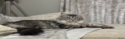 Maine Coon cats for sale: Gorgeous Maine Coon boy  - Advert 8