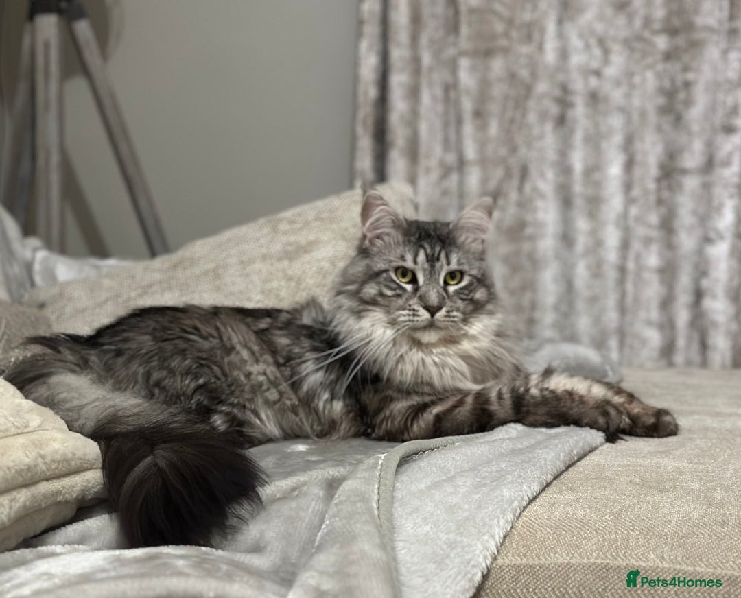 Maine Coon cats for sale: Gorgeous Maine Coon boy  - Advert 8