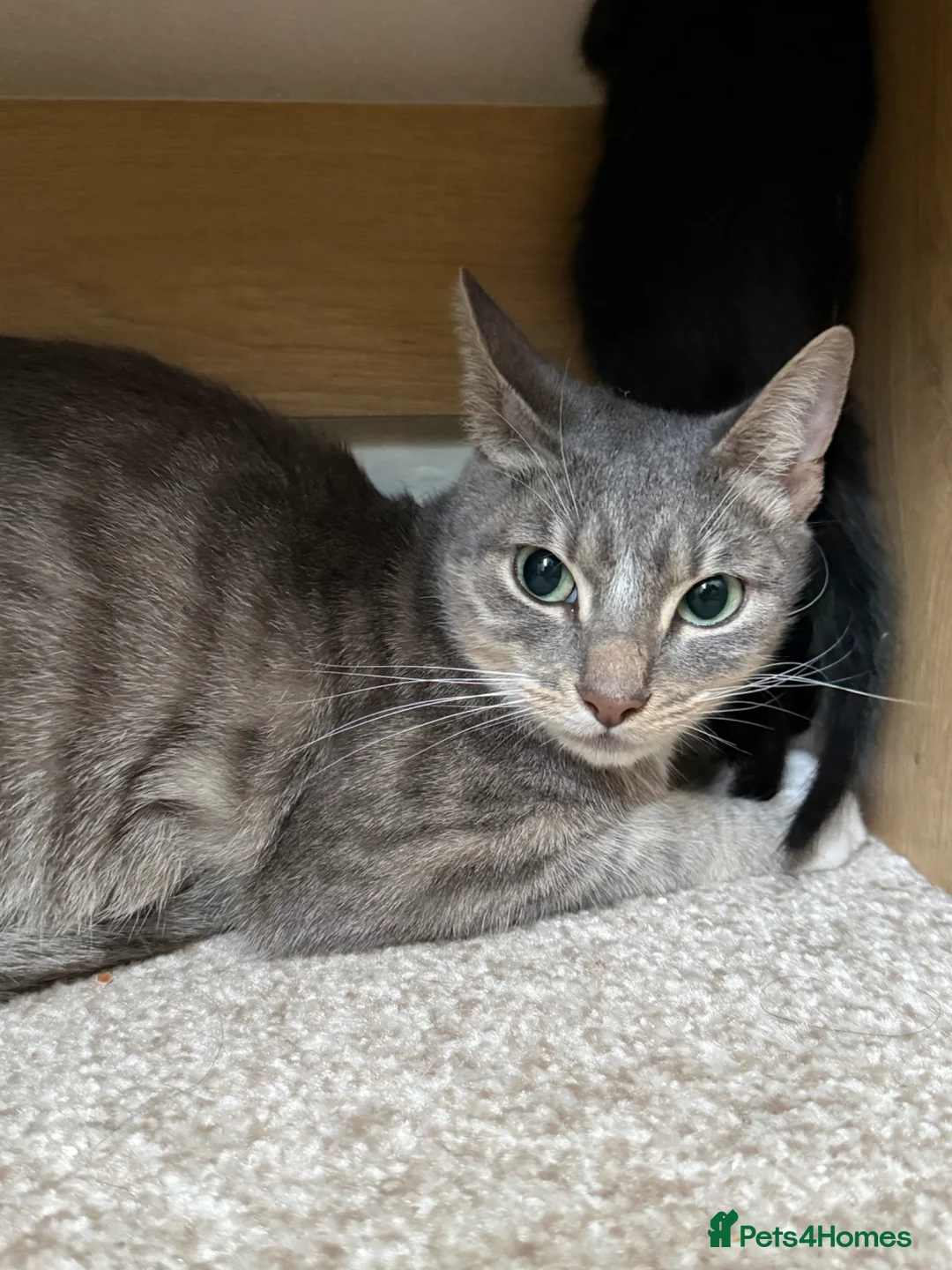 Mixed Breed cats for sale: Grey Tabby Mix - Advert 2