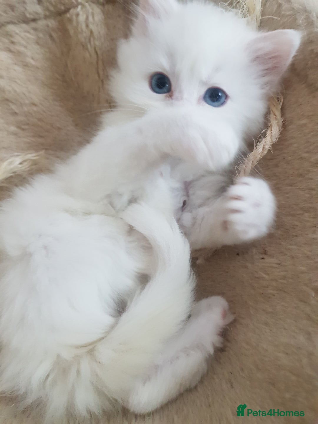 Mixed Breed cats for sale: Two beautiful princess  - Image 9
