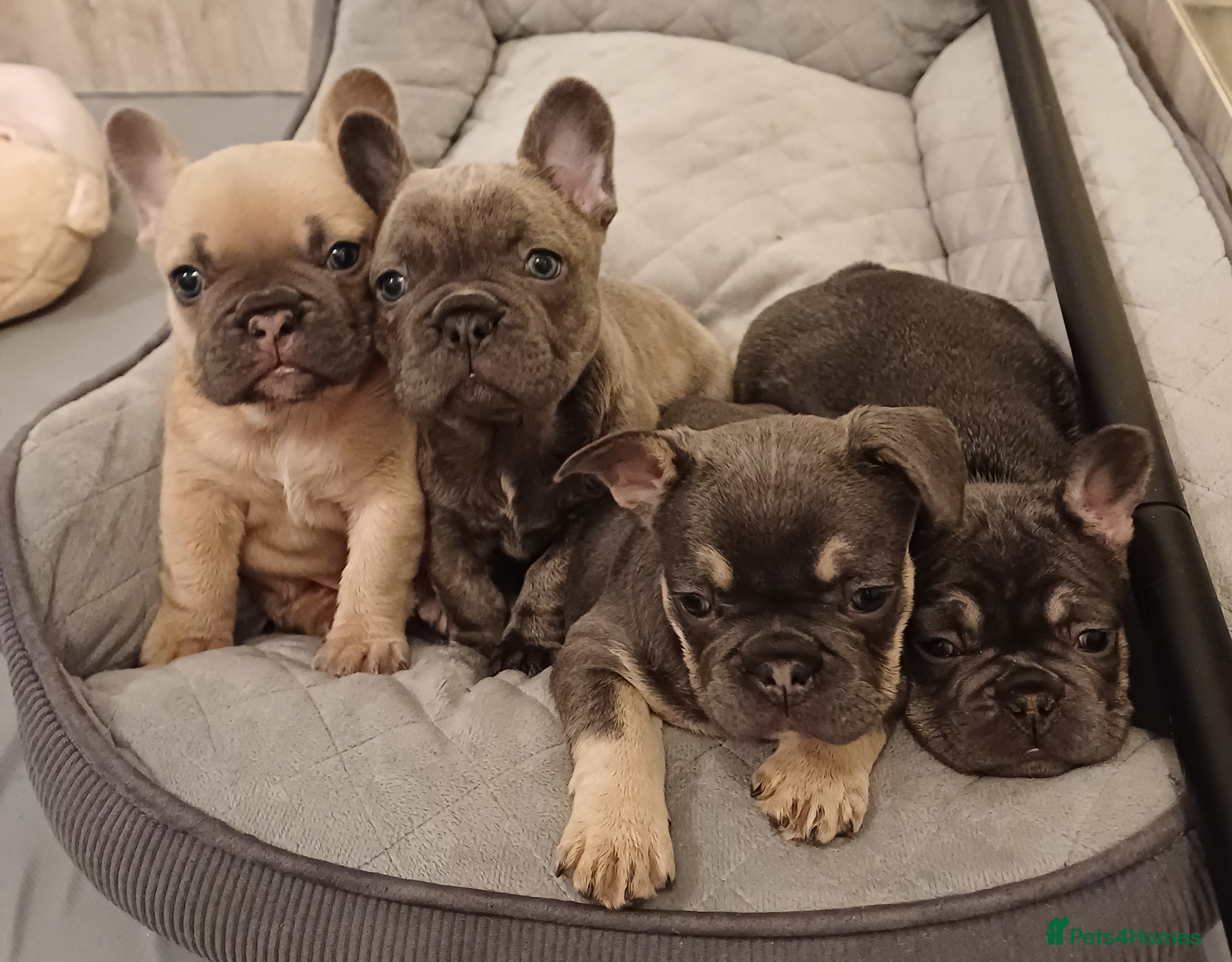 French Bulldog dogs Beautiful litter of amazing babies  - Advert 1