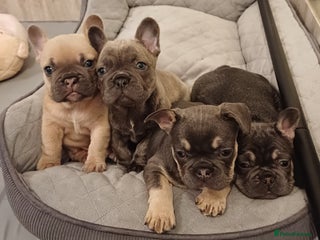 French Bulldog dogs Beautiful litter of amazing babies - Advert 13