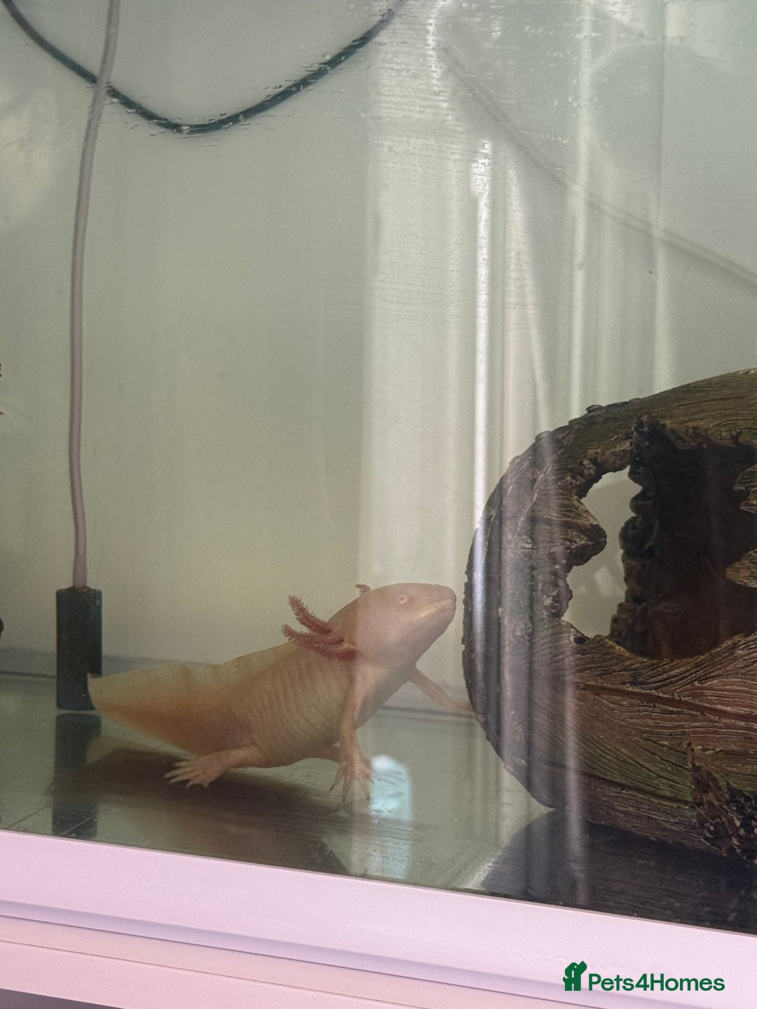 Axolotl reptiles for sale: Golden Axolotl with tank and stand unit - Image 2