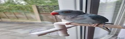 Ringnecks birds for sale: Blue Indian Ringneck - 8 Months Old - Full Setup in Milton Keynes - Advert 5