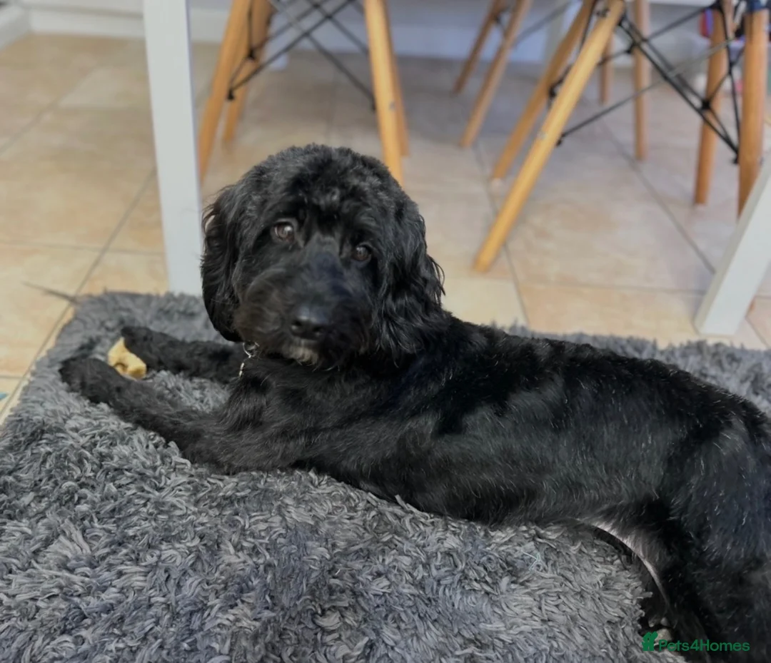 Cockapoo dogs for sale: Beautiful Cockapoo Puppies for Sale - Ready to go  - Advert 12