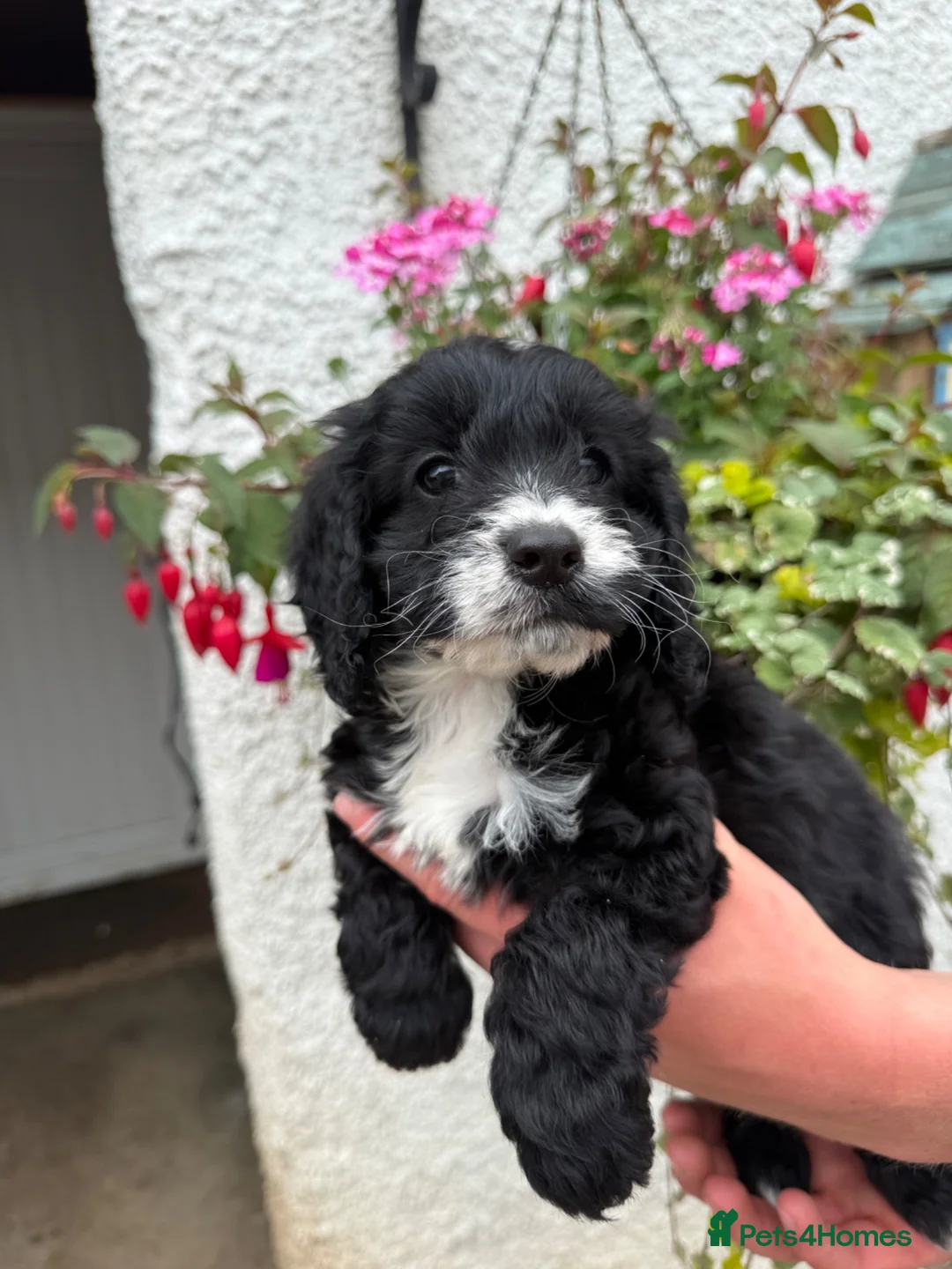 Cockapoo dogs for sale: Ready Now F1 Cockapoo girl - Advert 1