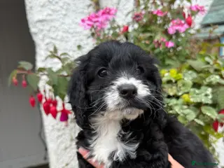 Cockapoo dogs Ready Now F1 Cockapoo pups - Advert 2