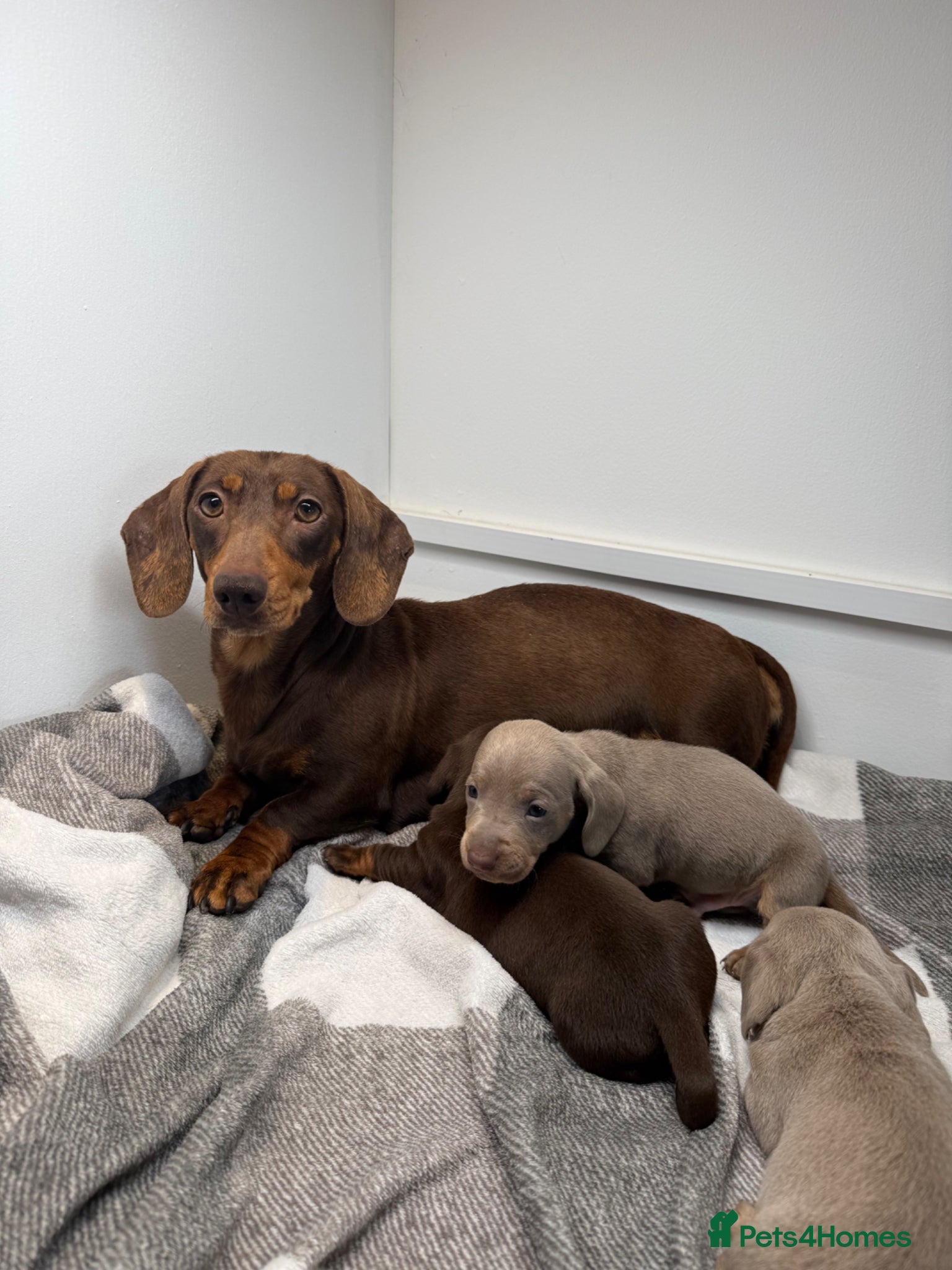 Miniature Dachshund dogs Miniature dachshund puppies - Advert 13