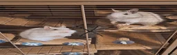 Degus rodents for sale: Pair of White Female Degus 1yo  - Advert 4