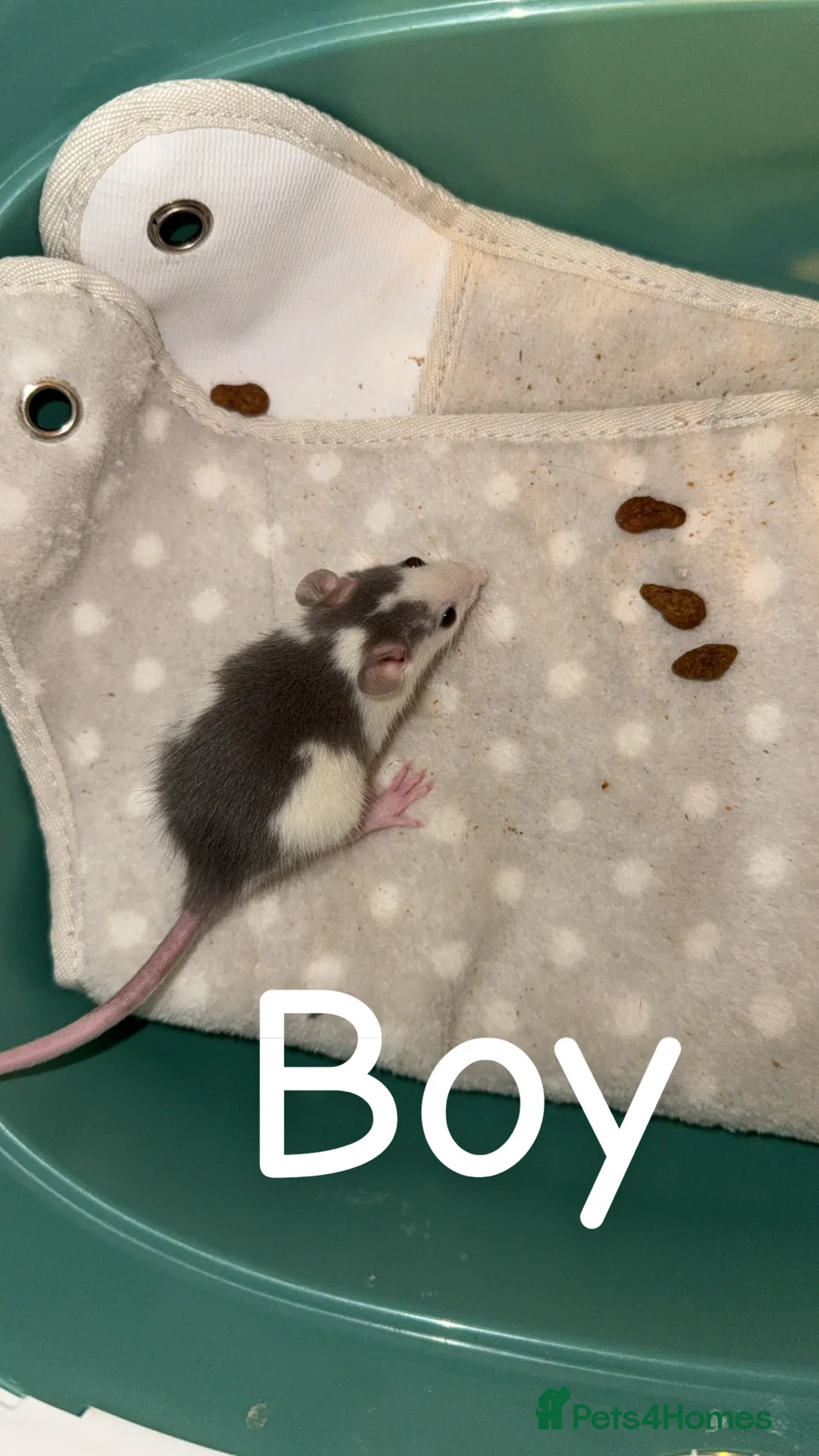 Rat rodents for sale: Baby rats mixed  - Advert 7