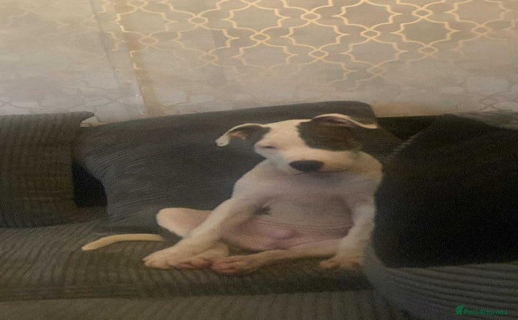 American Bulldog dogs american bulldog puppie male - Advert 1