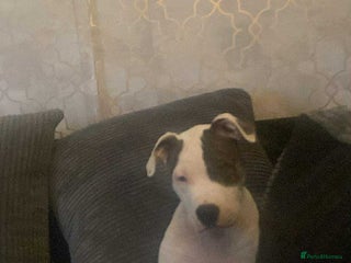 American Bulldog dogs american bulldog puppie male - Advert 3