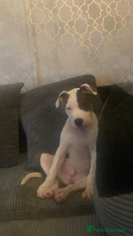 American Bulldog dogs american bulldog puppie male - Advert 1