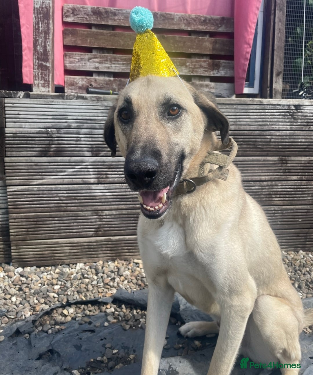 Mixed Breed dogs for sale: Kobe 3 year old mix breed - Advert 4