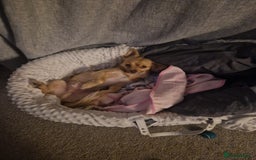 Mixed Breed dogs for sale: pomchi  - Image 4