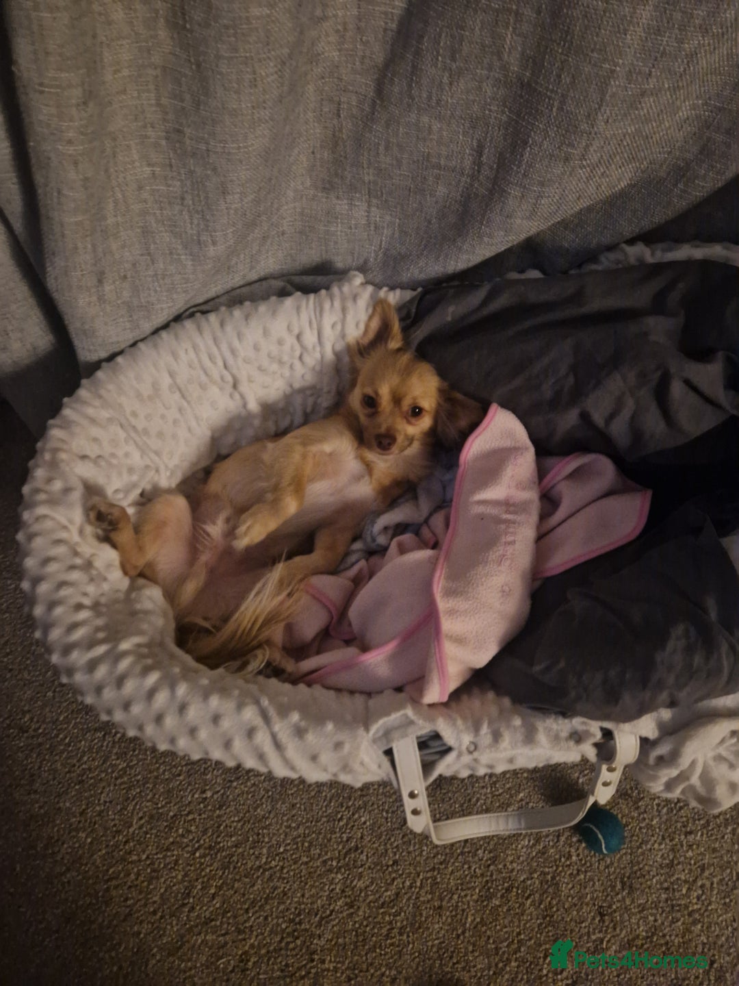 Mixed Breed dogs for sale: pomchi  - Image 4