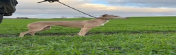 Lurcher dogs for sale: Saluki bull grey X Beddy Whippet - Advert 3