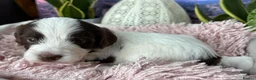 Sproodle dogs for sale: ✨RARE TRICOLOUR TUXEDO MERLE SPROODLES🐾❤️✨ TESTED - Advert 17