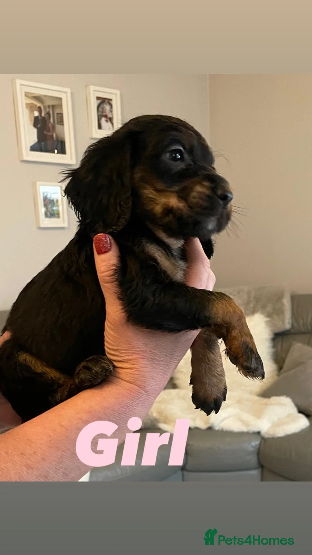 Cocker Spaniel dogs for sale: Cocker spaniel puppies  - Advert 4
