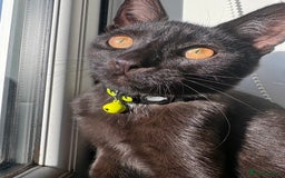 Domestic Shorthair cats for sale: Gorgeous 3 Month Old Kitten  - Image 2
