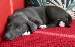 Whippet dogs for sale: Beautiful Pedigree Whippet puppies, healthy happy  - Image 6
