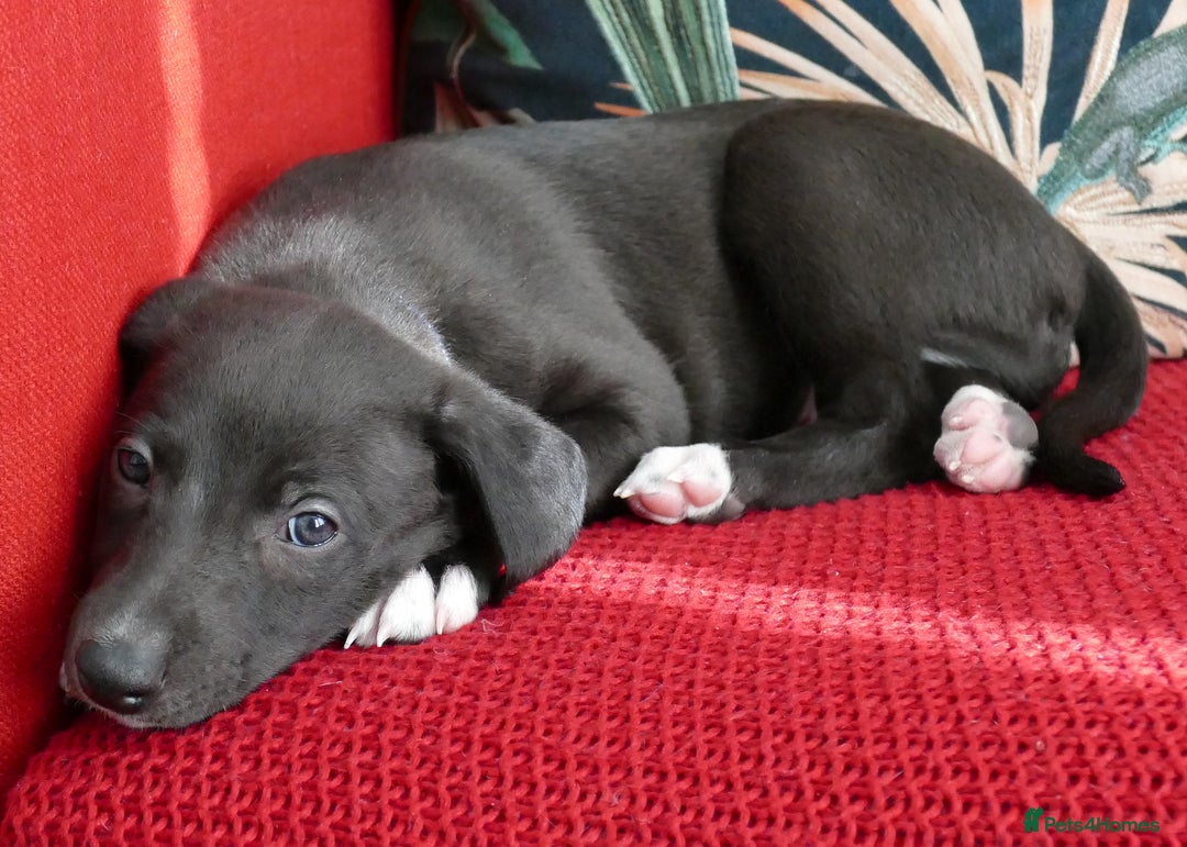 Whippet dogs for sale: Beautiful Pedigree Whippet puppies, healthy happy  - Image 6