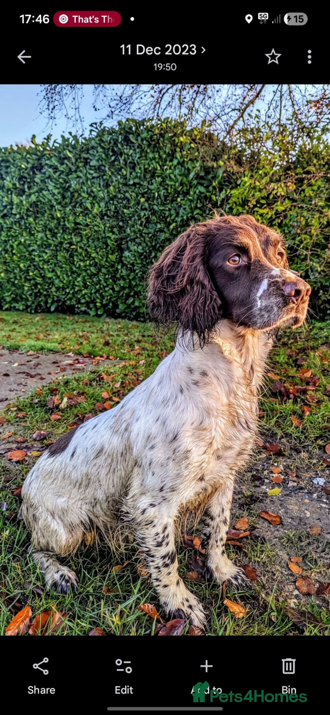 English Springer Spaniel dogs for sale: KC English Springer Spaniel Puppies - Advert 2