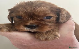 Cavalier King Charles Spaniel dogs for sale: Exquisite Cavalier King Charles puppies KC reg - Image 3