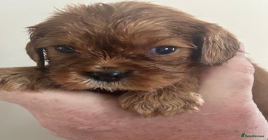 Cavalier King Charles Spaniel dogs - Advert 9
