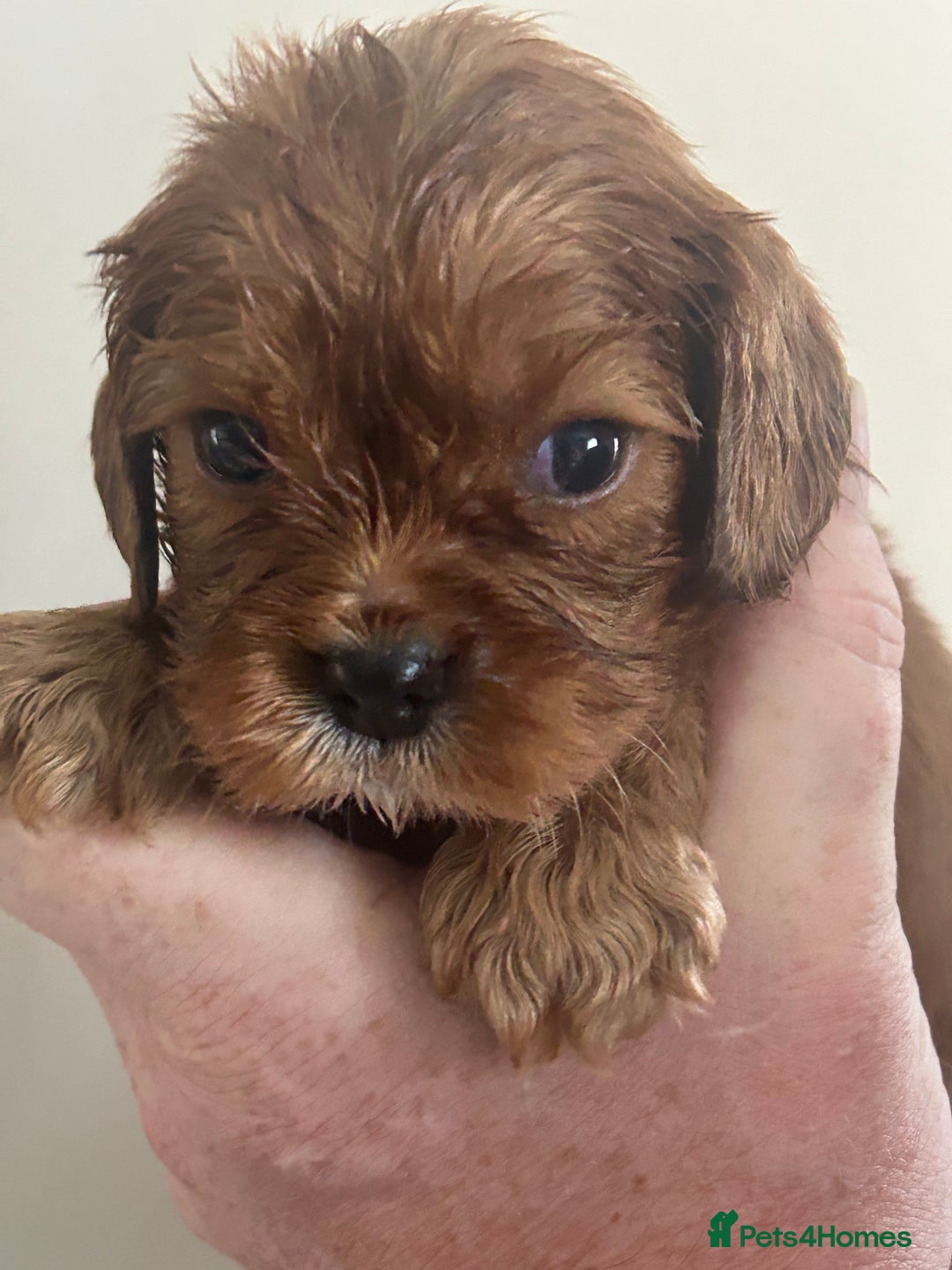 Cavalier King Charles Spaniel dogs for sale: Exquisite Cavalier King Charles puppies KC reg - Image 3