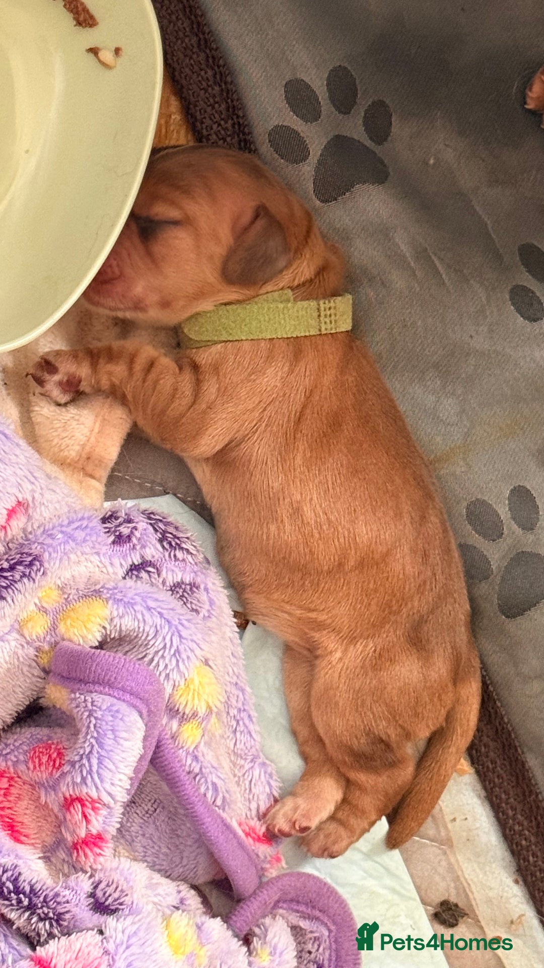 Cocker Spaniel dogs for sale: Gorgeously adorable Show Cocker Spaniels - Image 4