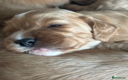 Cavapoo dogs for sale: King Charles Cavalier x Cavapoo - Image 15