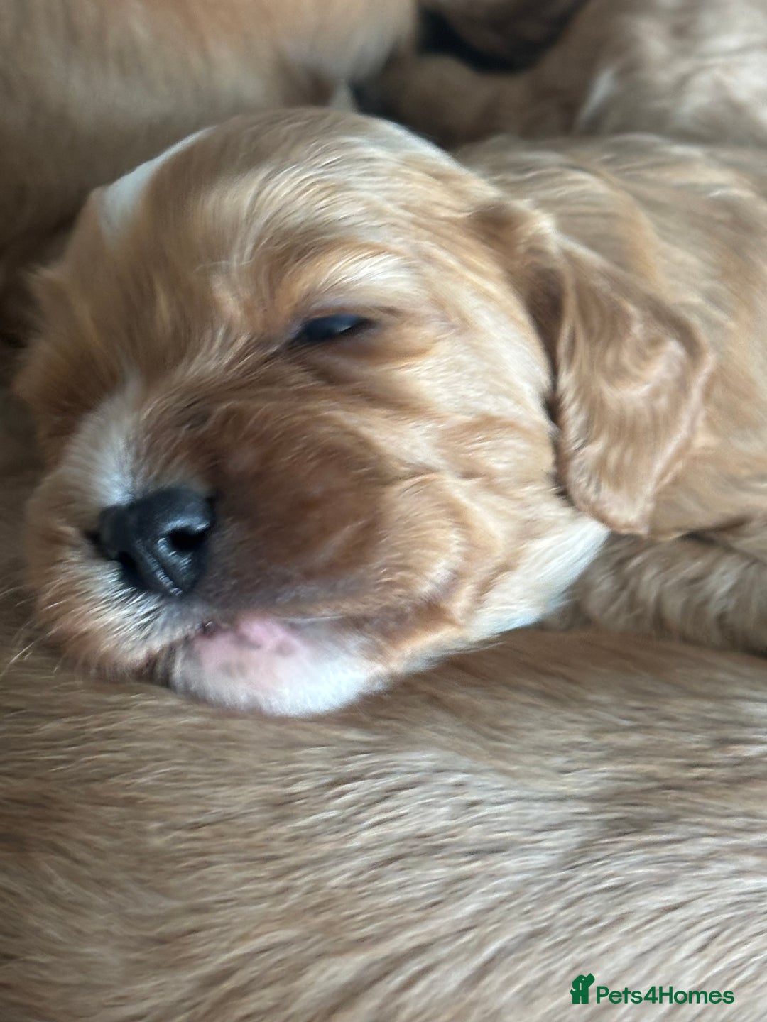 Cavapoo dogs for sale: King Charles Cavalier x Cavapoo - Image 15