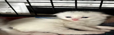 Scottish Fold Kitten 2
